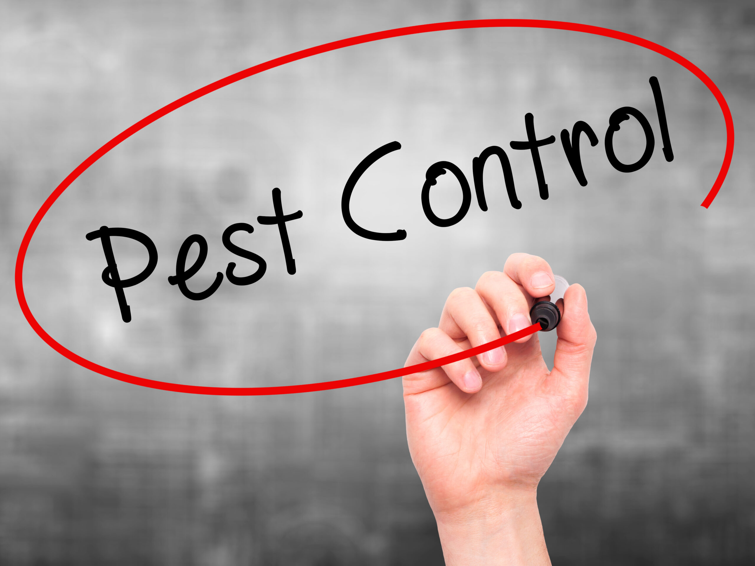 Pest Control Advice to Get You Started